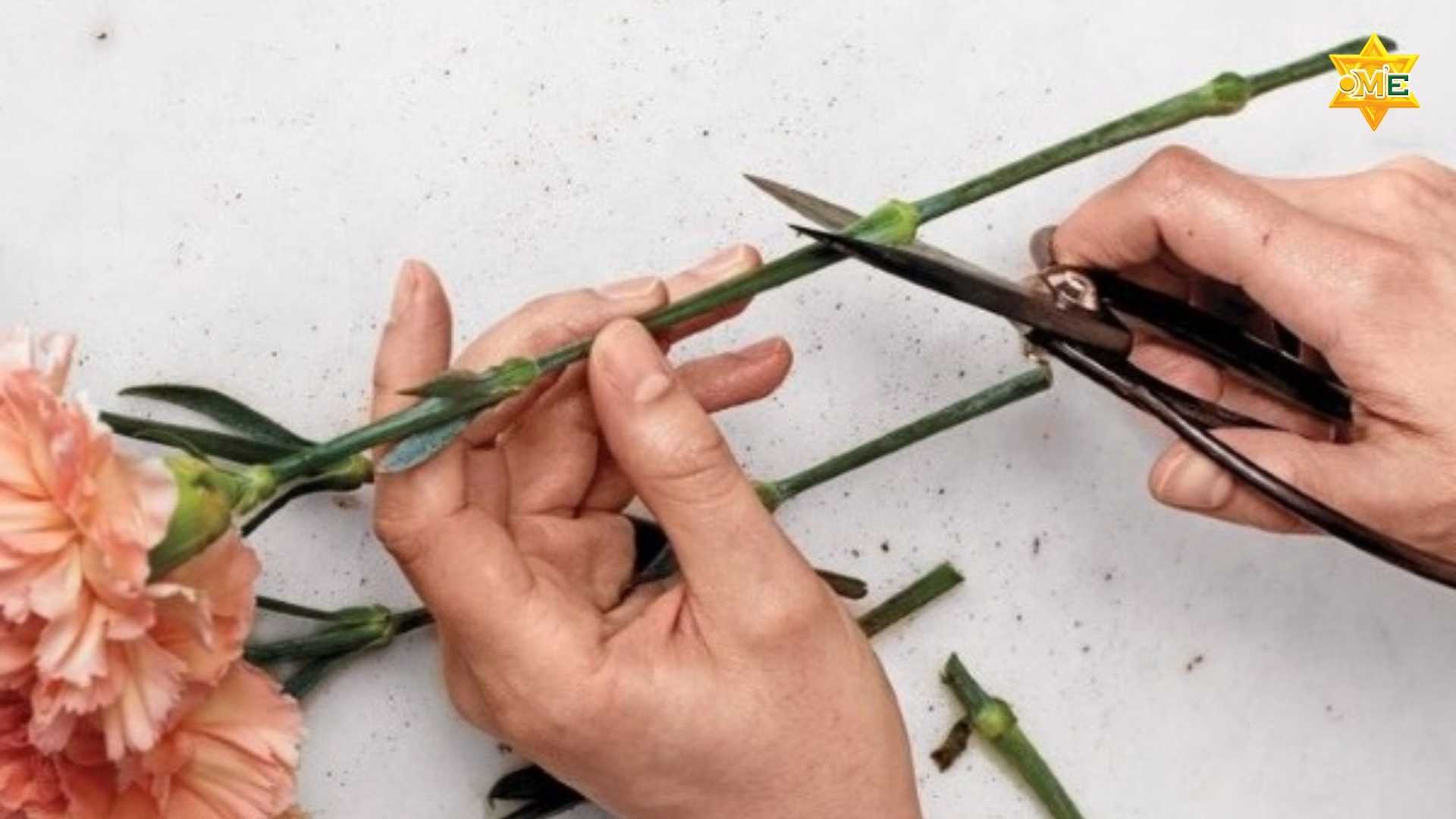 Học Cách Cắm Hoa Tươi