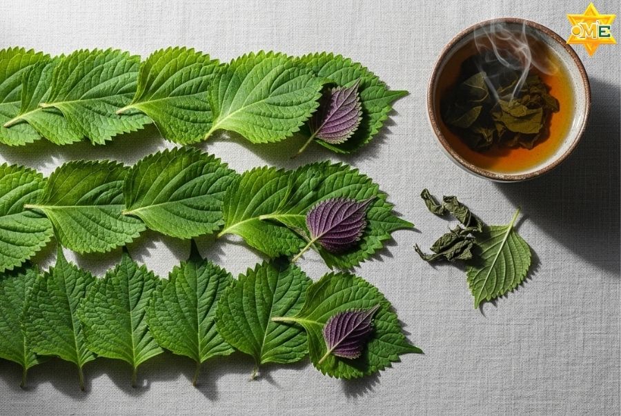 Bài thuốc nam trị bệnh gút từ lá tía tô