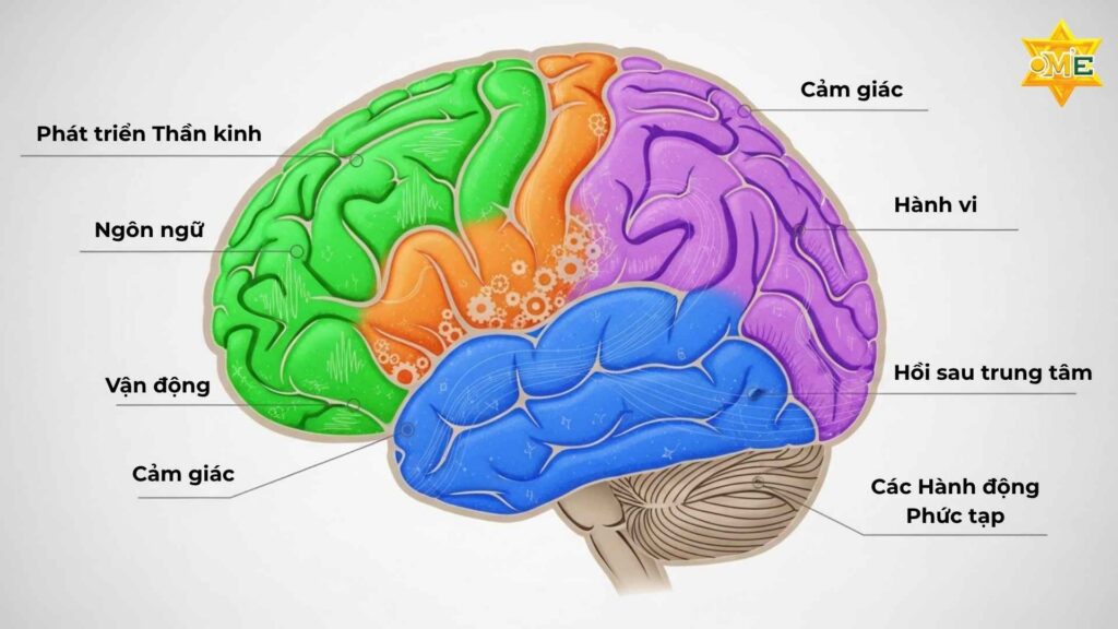 Rối loạn phát triển thần kinh ở trẻ