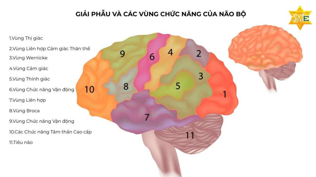 Vì sao trẻ bị rối loạn phổ tự kỷ