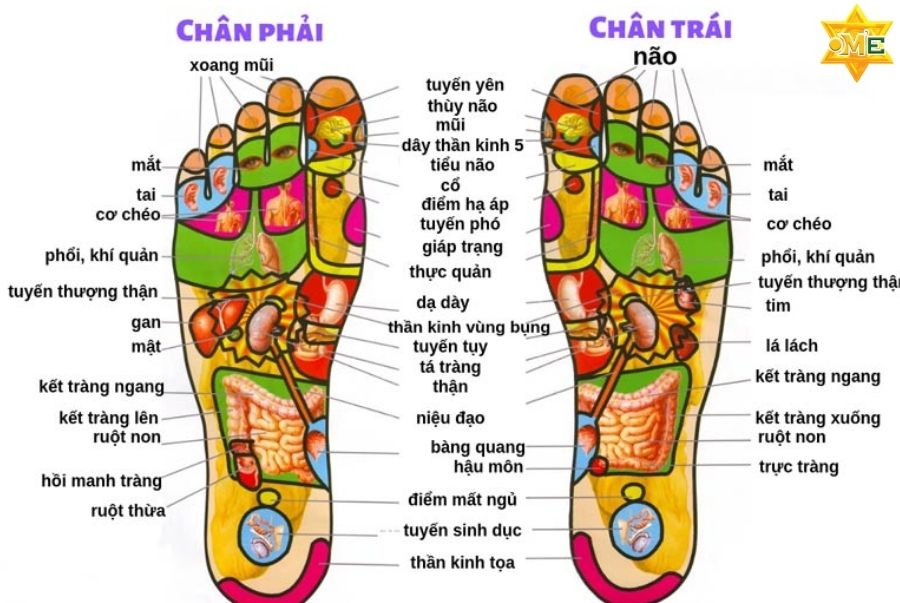 Sơ Đồ Các Huyệt Đạo Tại Bàn Chân