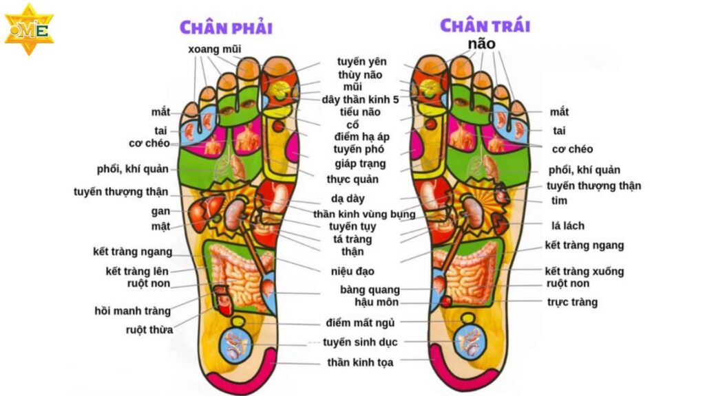 Các huyệt đạo ở bàn chân 