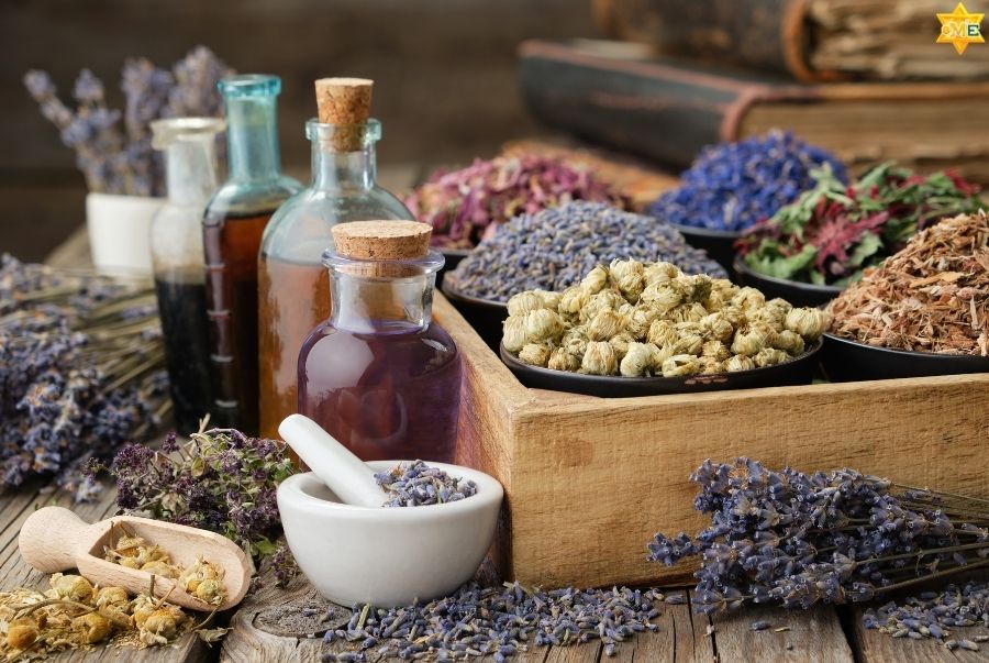 Khóa học Dược liệu Đông y tại OME Việt Nam có gì đặc biệt?