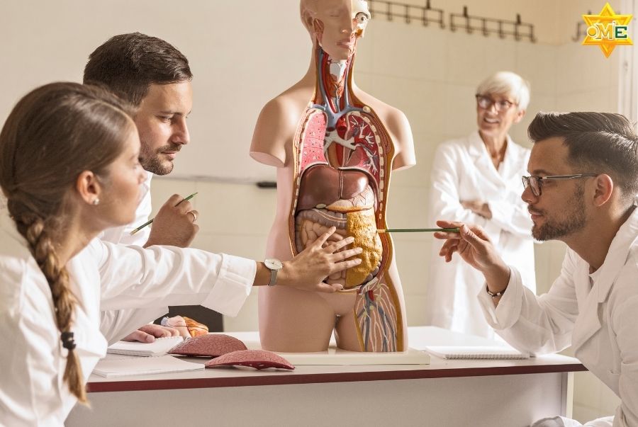 Khóa học giải phẫu online tại OME Việt Nam có gì đặc biệt?
