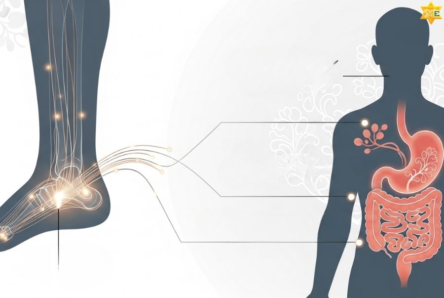 Tại sao bấm huyệt chân giúp giảm đau dạ dày?