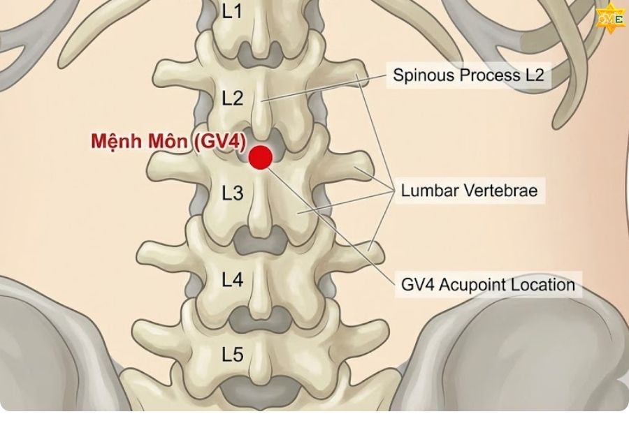 Huyệt Mệnh Môn ở vị trí nào và cách xác định chuẩn xác