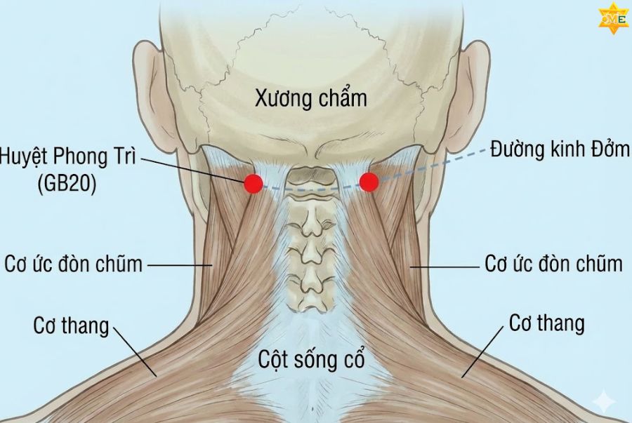 Hỗ trợ điều trị thoái hóa cột sống cổ