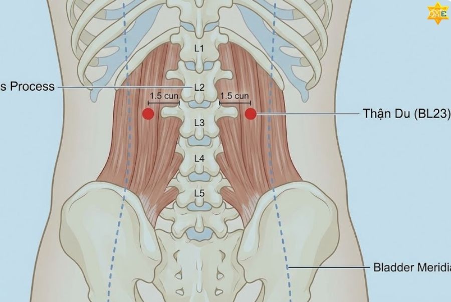Huyệt Thận Du thuộc kinh nào và nằm ở đâu?