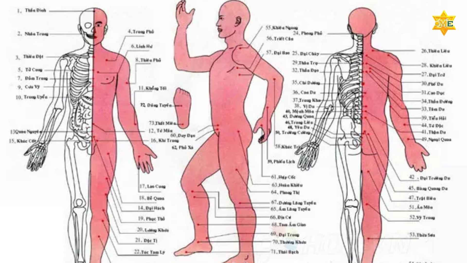 Giải Mã Hệ Thống Huyệt Đạo Trên Cơ Thể Người 