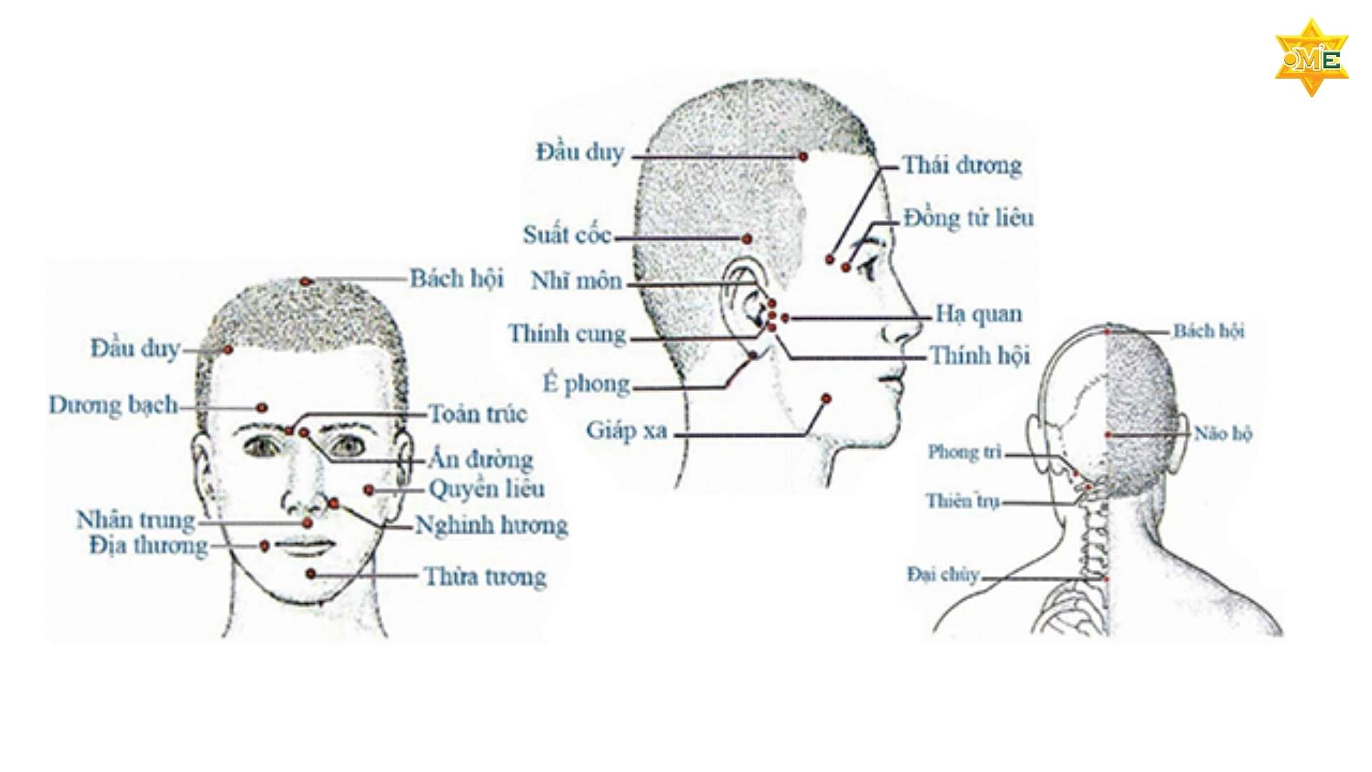 Giải Mã Hệ Thống Huyệt Đạo Trên Cơ Thể Người 