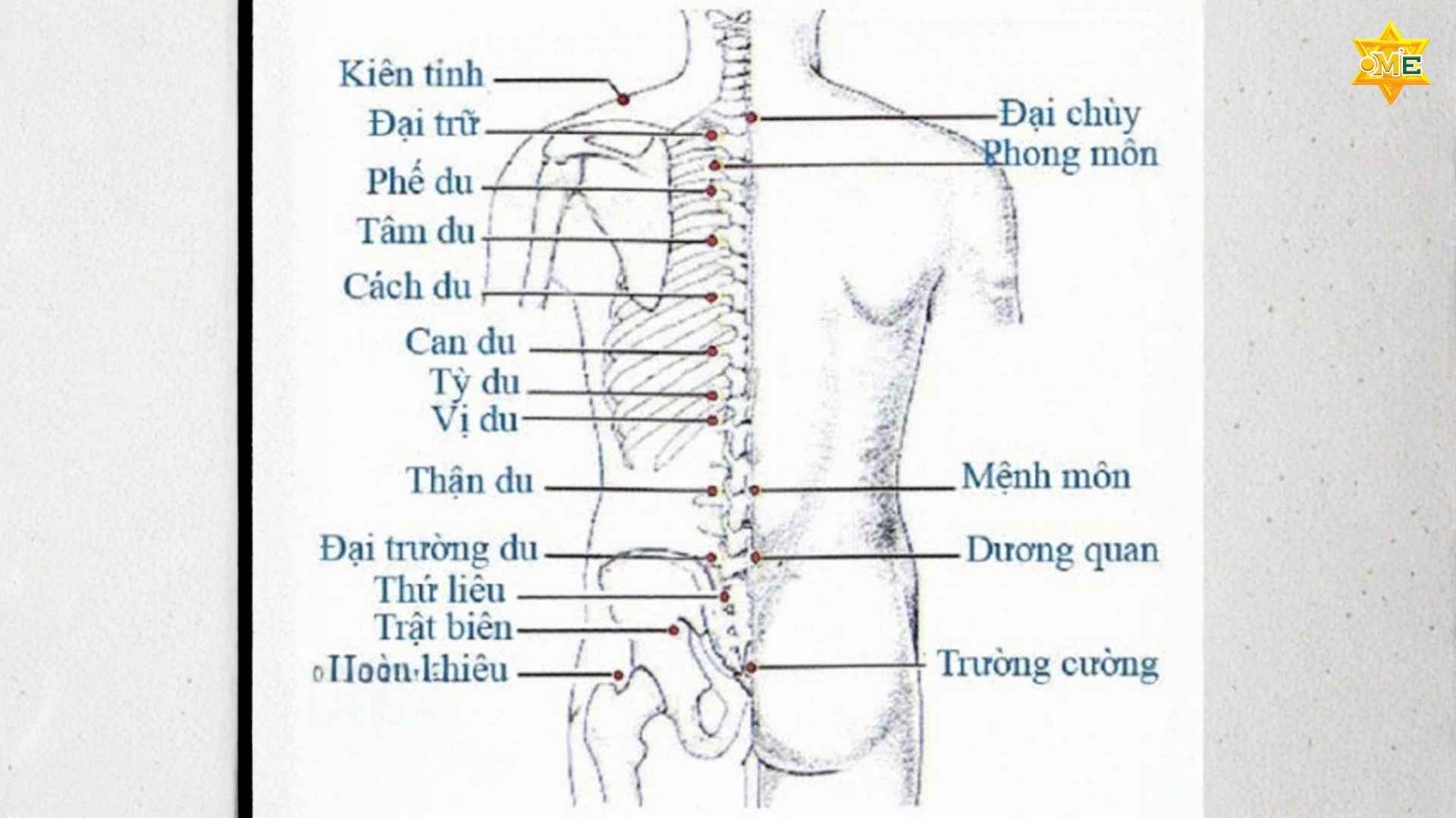 Giải Mã Hệ Thống Huyệt Đạo Trên Cơ Thể Người 