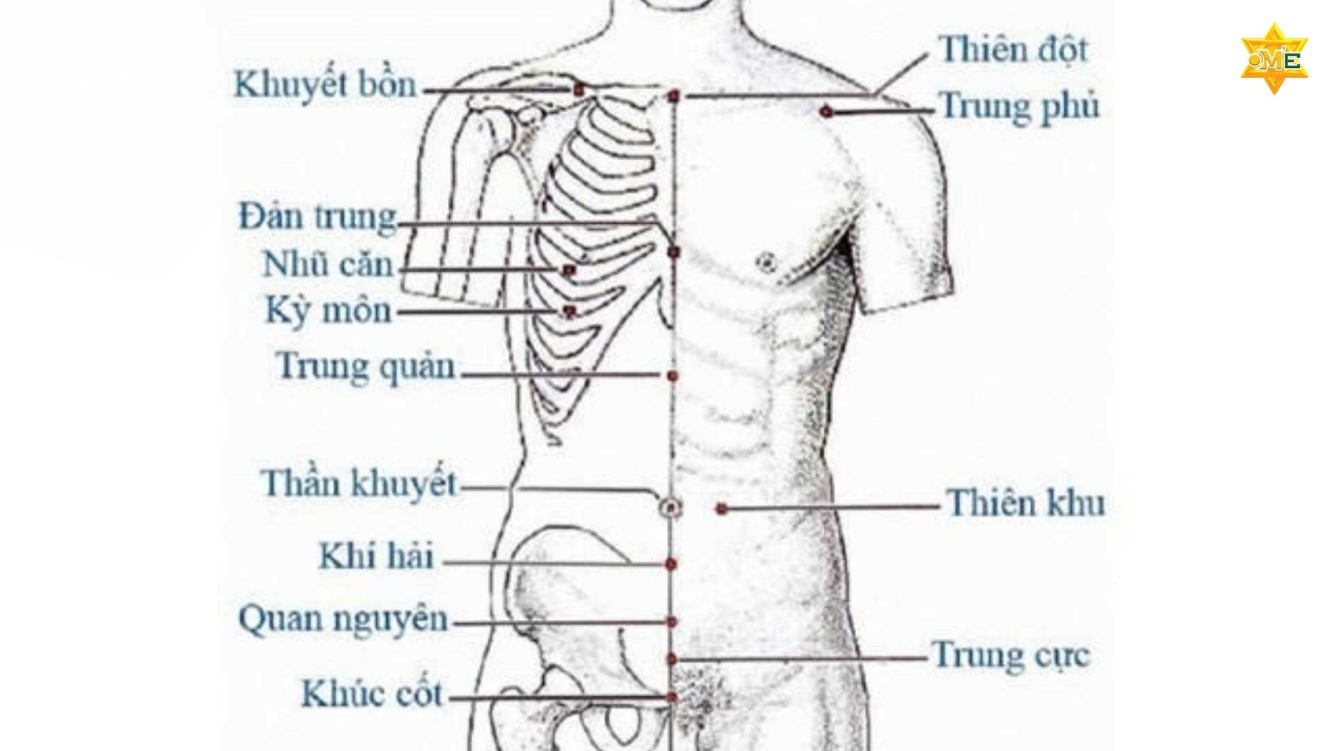 Giải Mã Hệ Thống Huyệt Đạo Trên Cơ Thể Người 