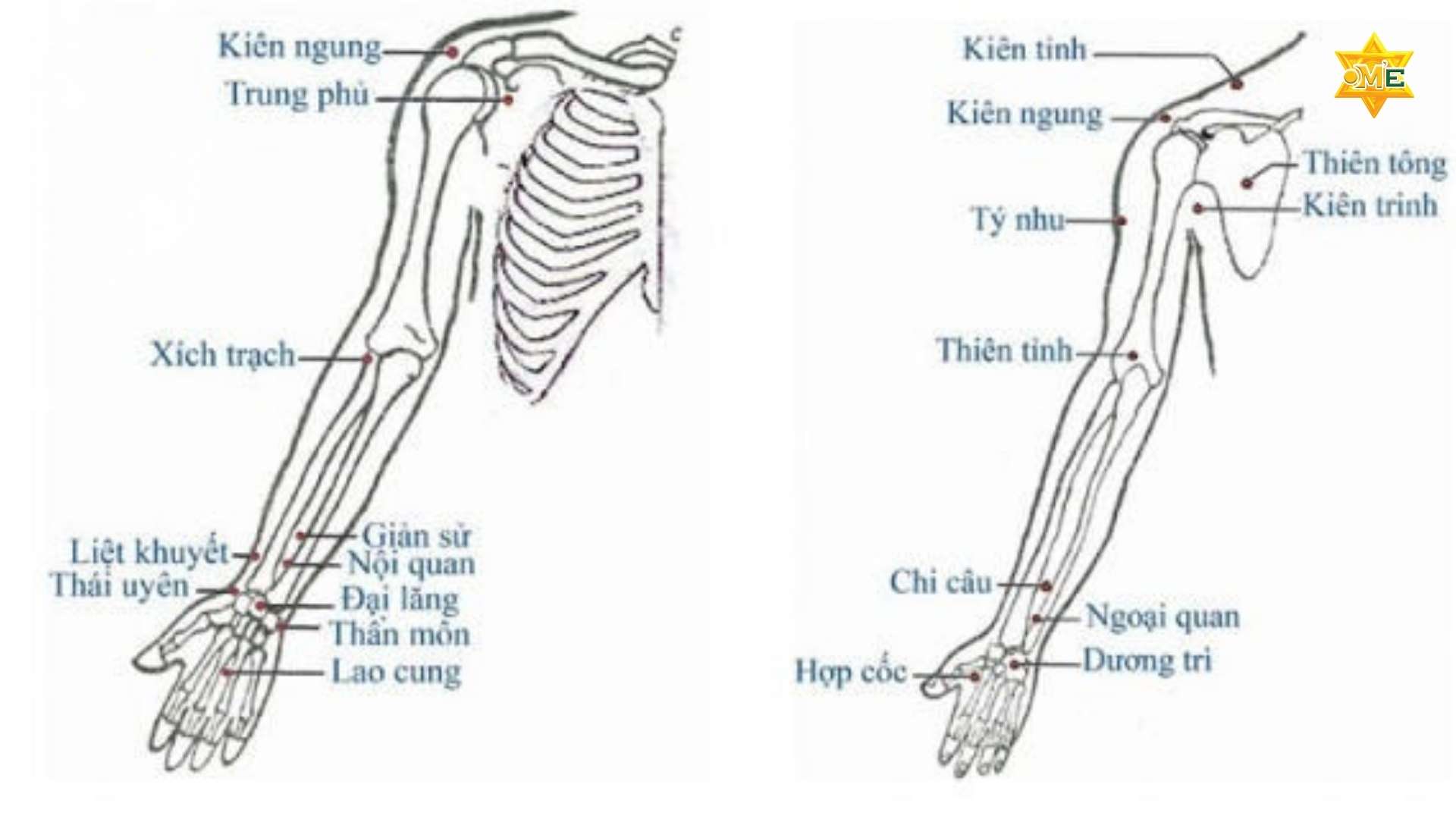 Giải Mã Hệ Thống Huyệt Đạo Trên Cơ Thể Người 