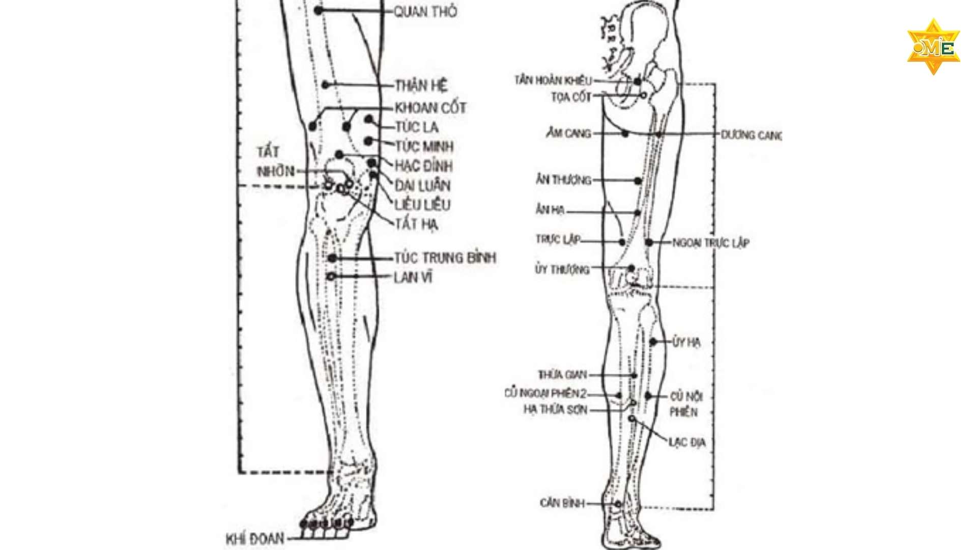 Giải Mã Hệ Thống Huyệt Đạo Trên Cơ Thể Người 