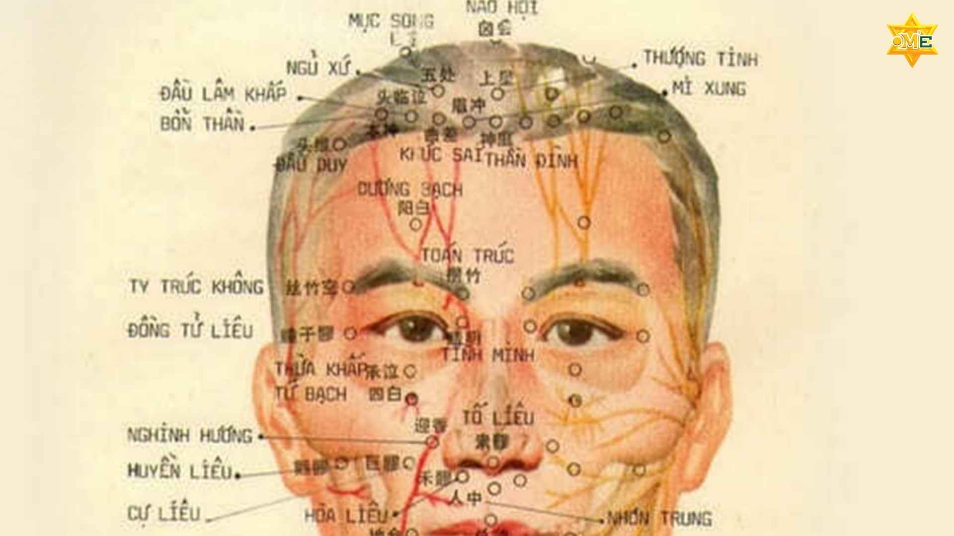 Vị Trí Các Huyệt Thường Dùng Chuẩn Y Khoa