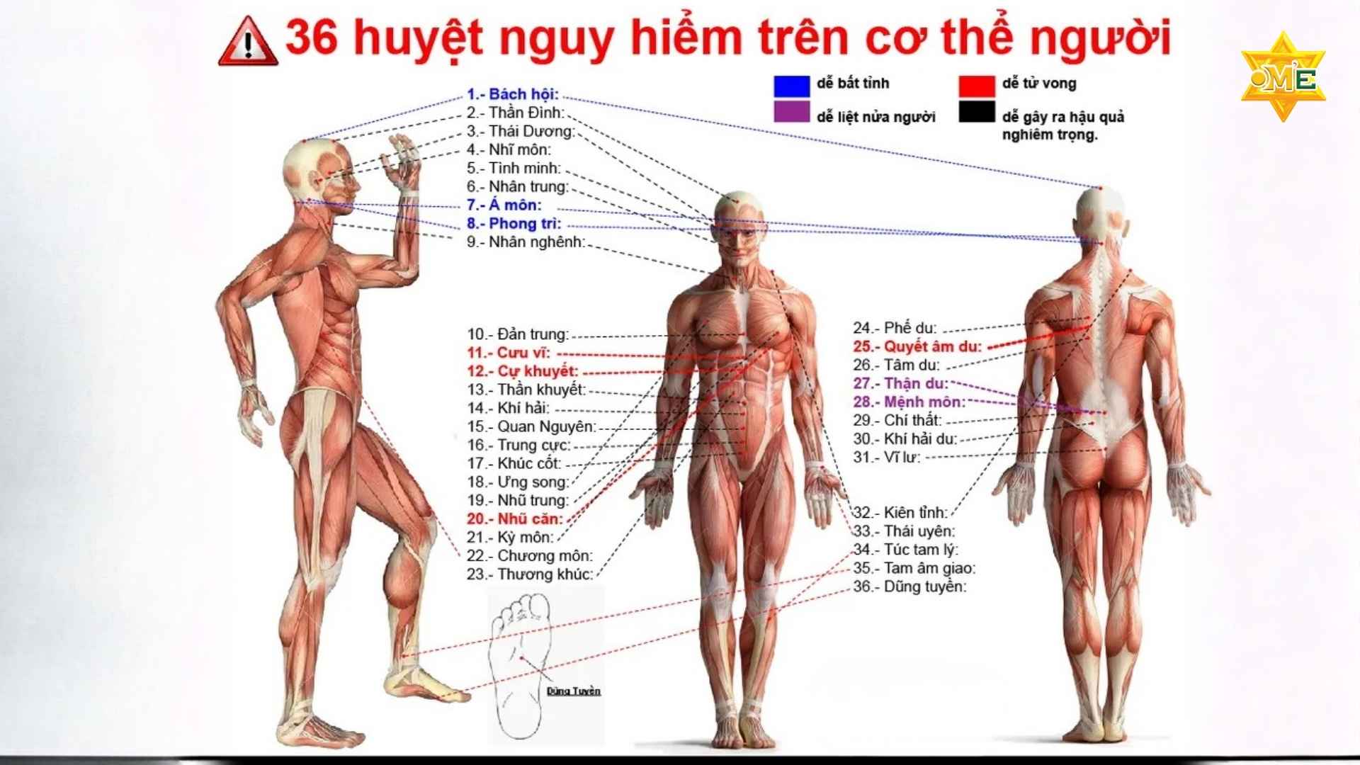 Giải Mã Hệ Thống Huyệt Đạo Trên Cơ Thể Người 