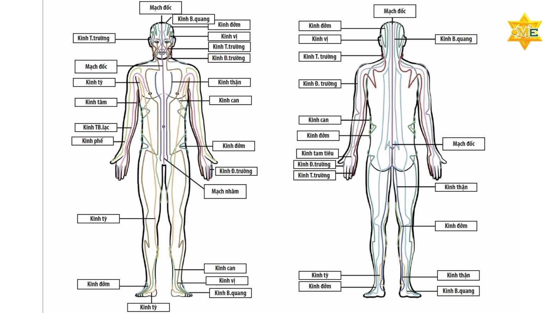 Giải Mã Hệ Thống Huyệt Đạo Trên Cơ Thể Người