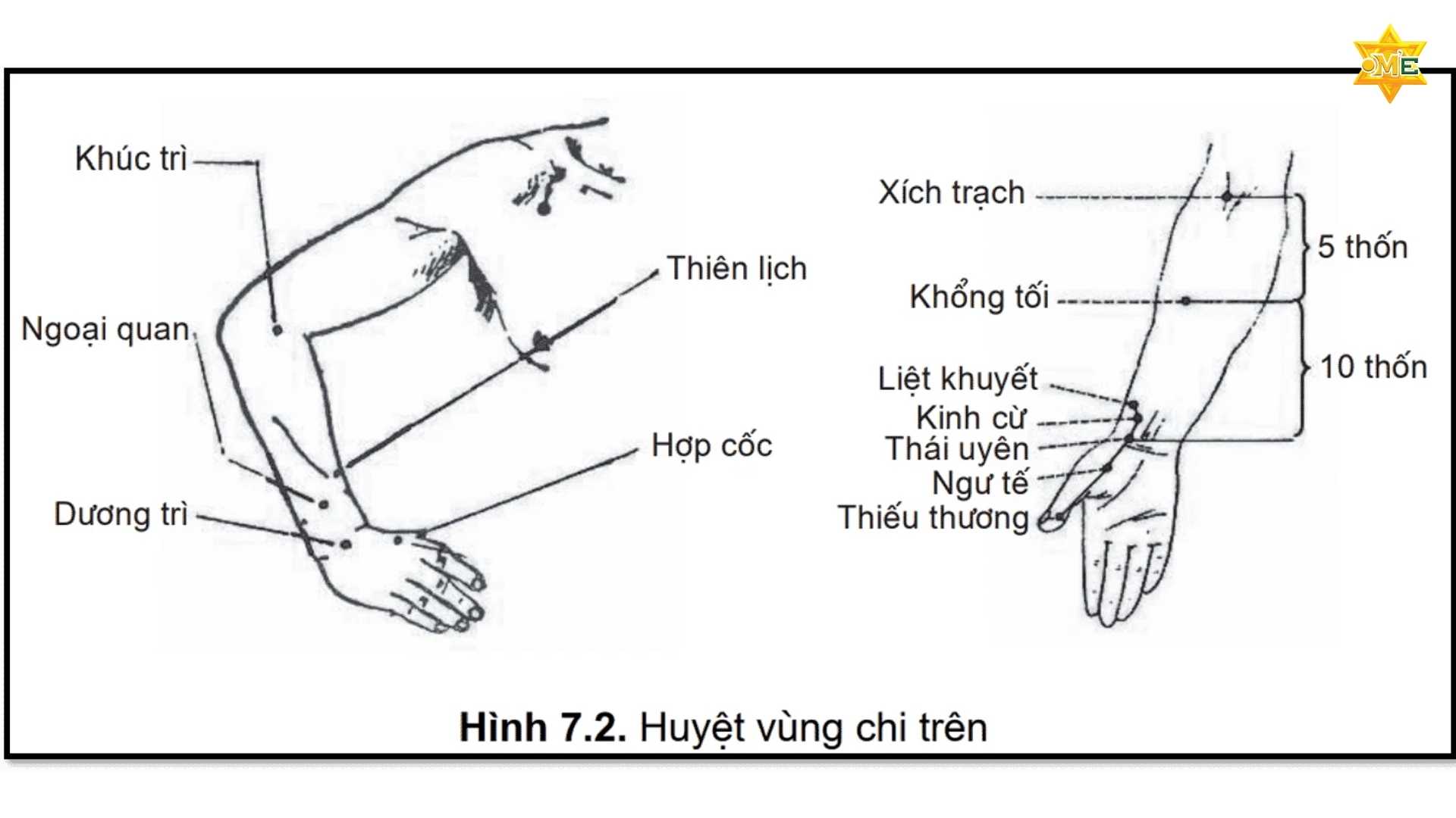 Vị Trí Các Huyệt Thường Dùng Chuẩn Y Khoa