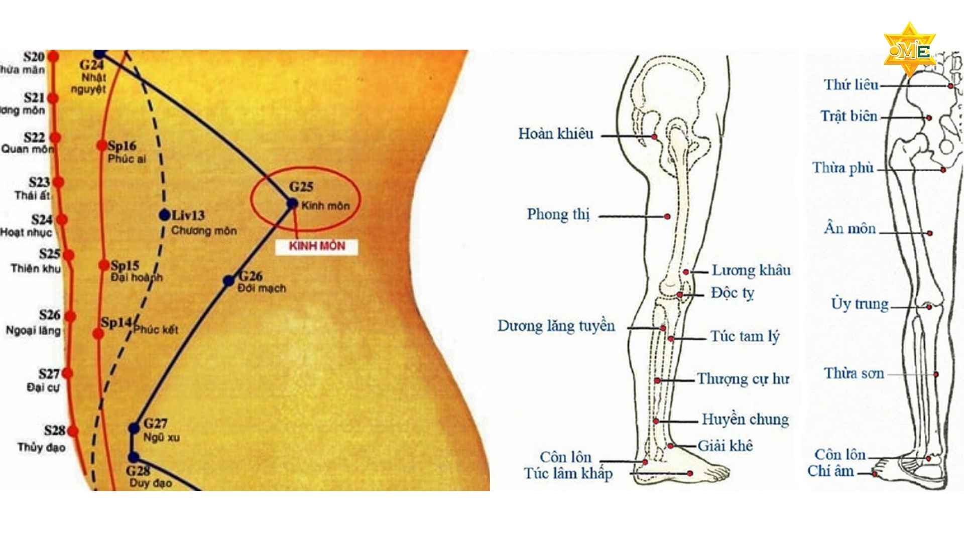 Vị Trí Các Huyệt Thường Dùng Chuẩn Y Khoa