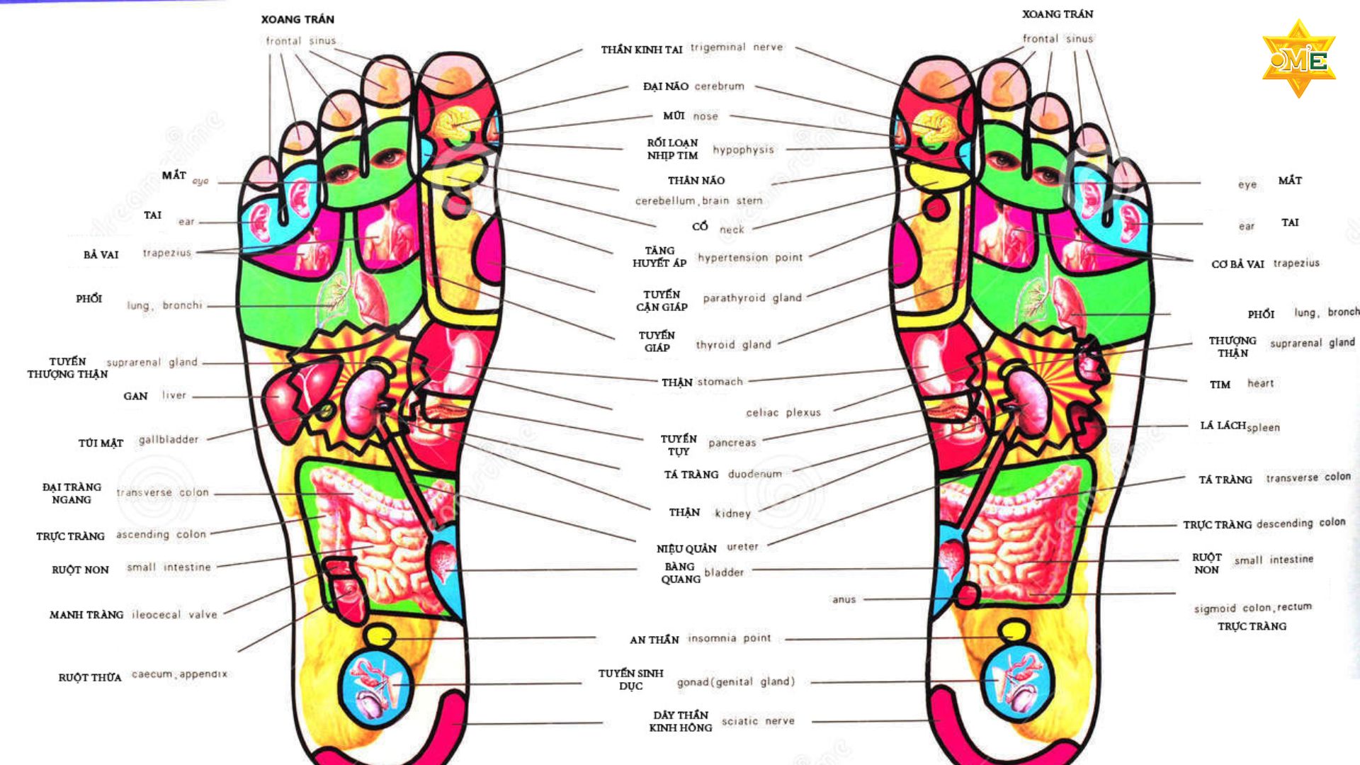 Tác Dụng Của Bấm Huyệt Bàn Chân Và Cách Thực Hiện