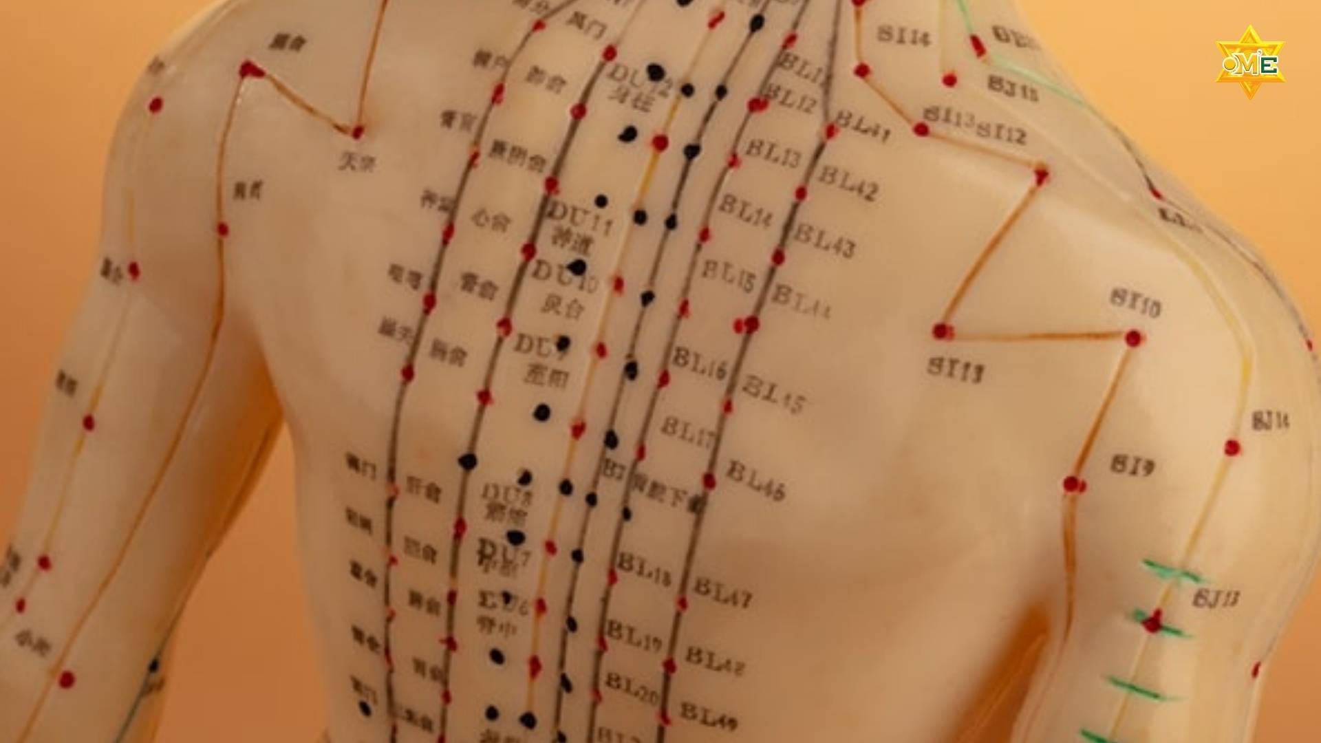 Cách xác định huyệt trên cơ thể người