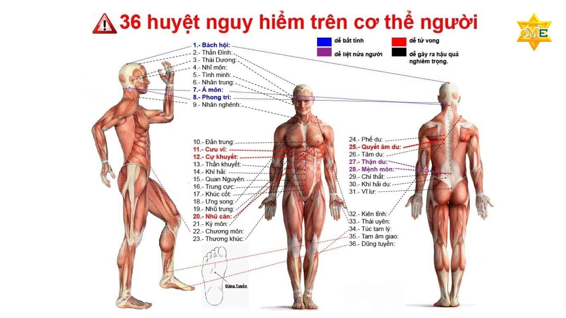 108 Huyệt Đạo Trên Cơ Thể Con Người