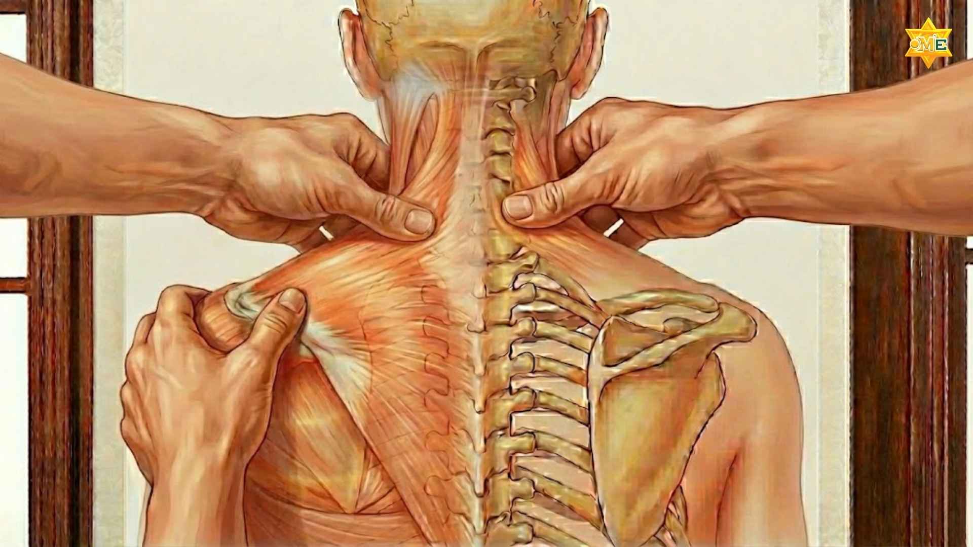 Cách xác định huyệt trên vai gáy chuẩn xác trị đau nhức