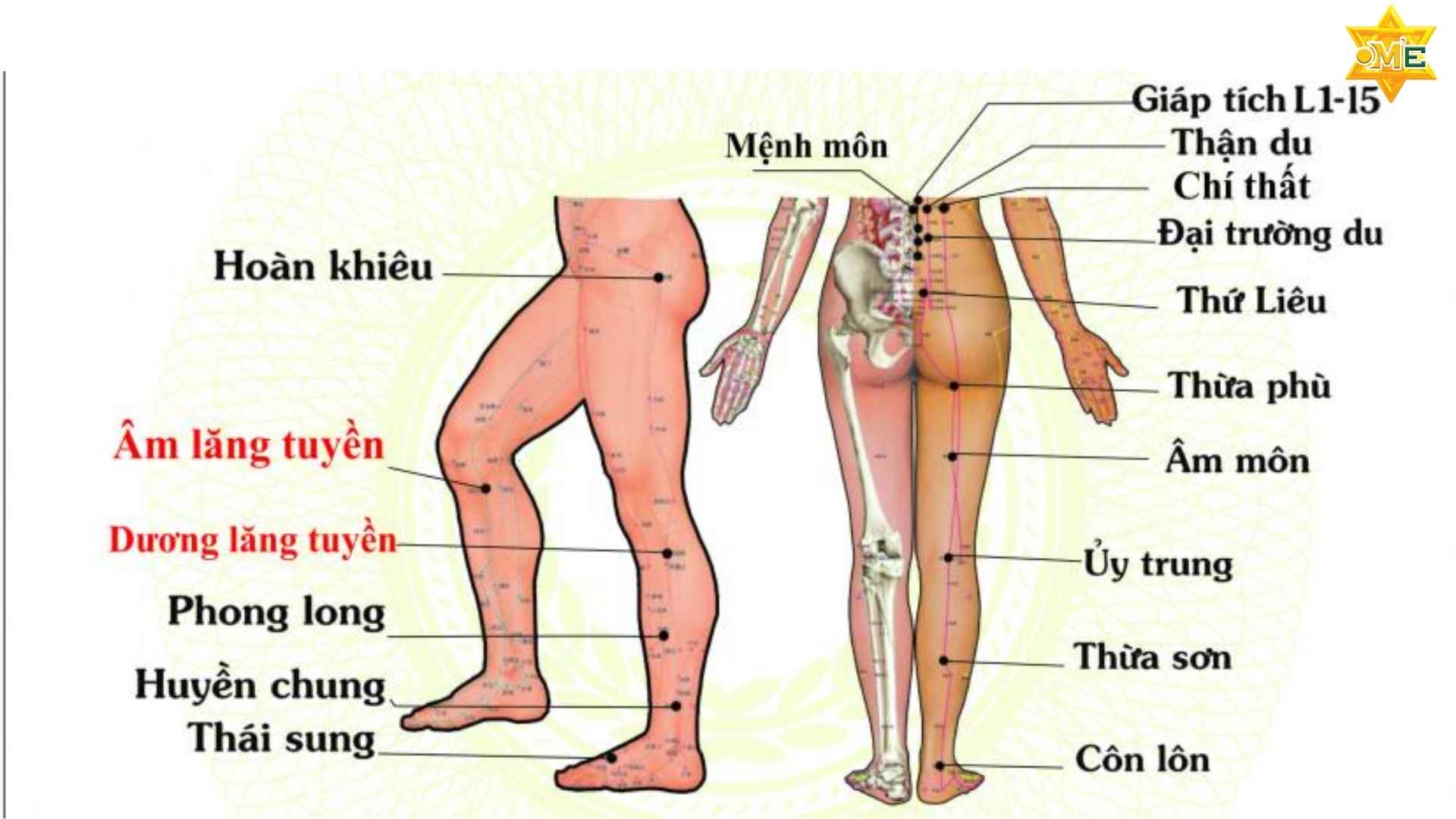 108 Huyệt Đạo Trên Cơ Thể Con Người