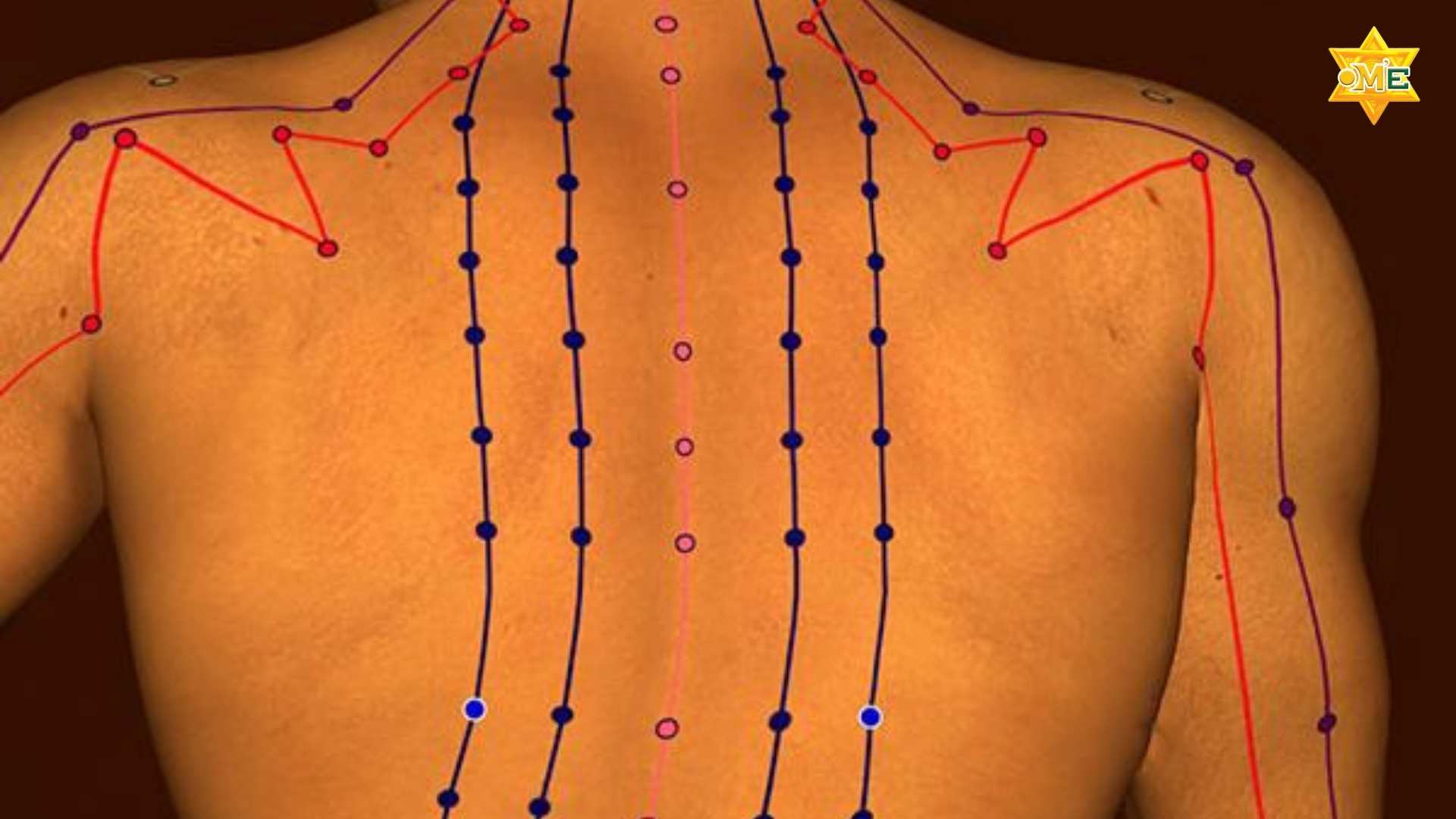 Cách xác định huyệt trên cơ thể người