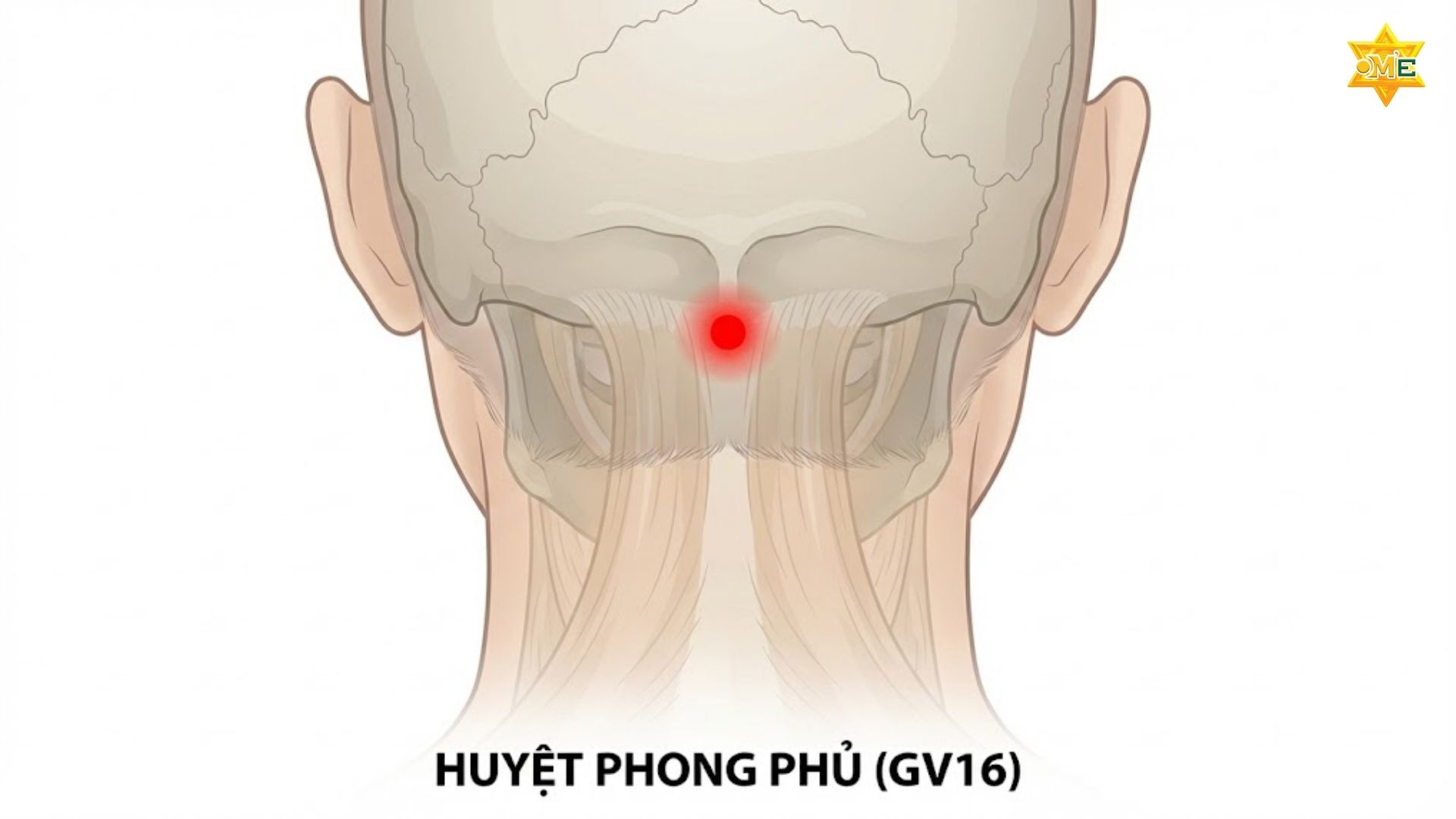 Sơ Đồ Các Huyệt Vùng Cổ Vai Gáy