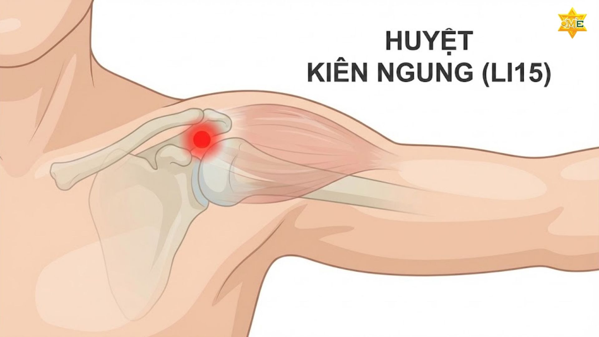 Sơ Đồ Các Huyệt Vùng Cổ Vai Gáy