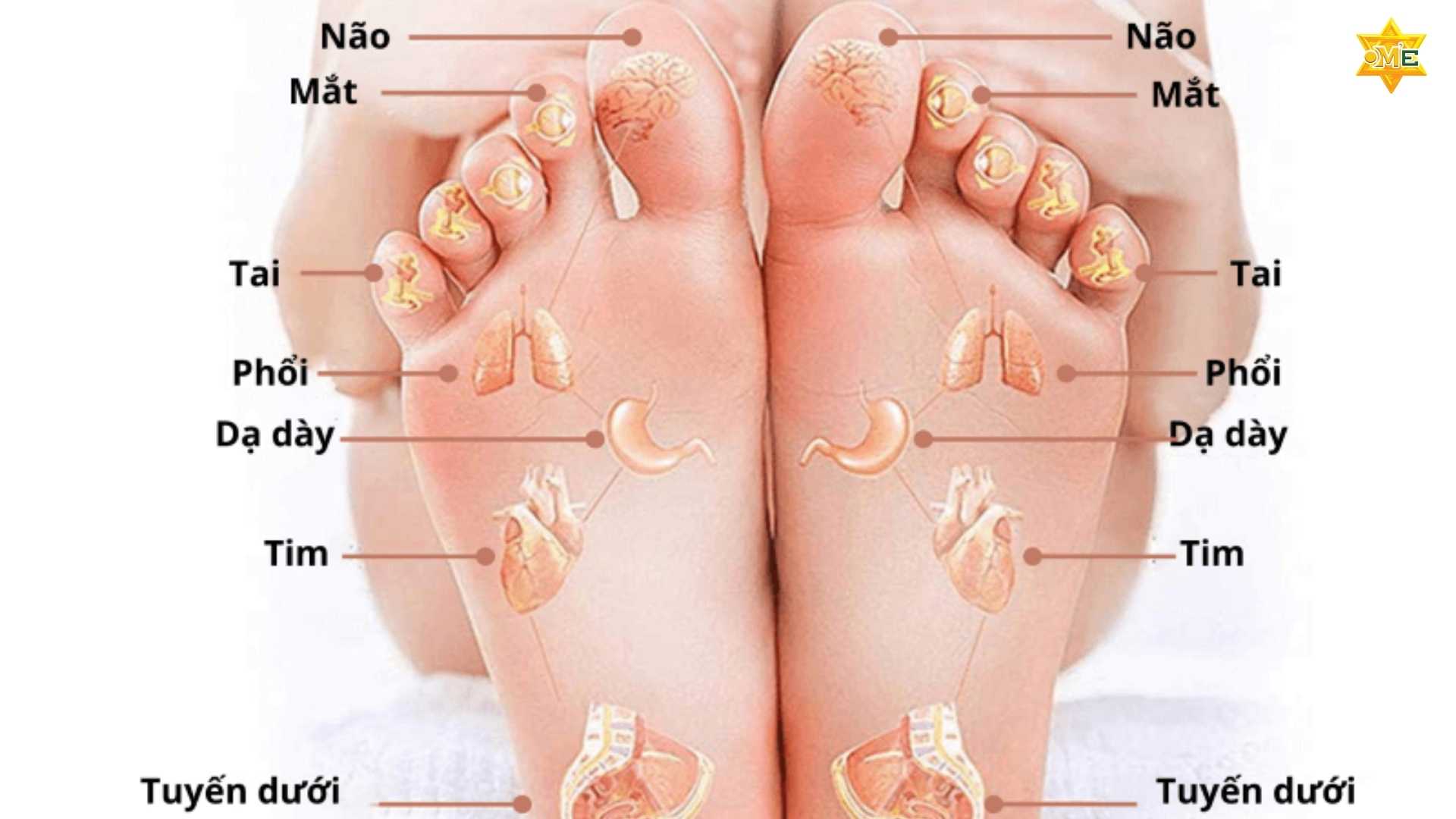 Sơ đồ chi tiết và cách xác định huyệt trên chân dễ thực hiện tại nhà