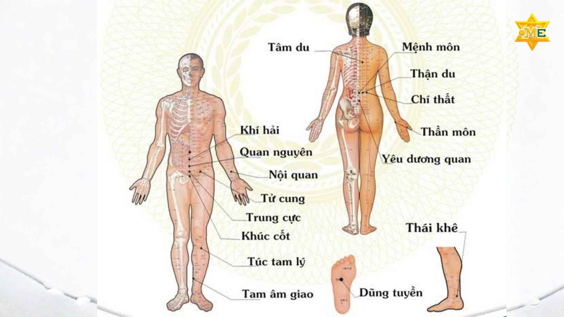 108 Huyệt Đạo Trên Cơ Thể Con Người