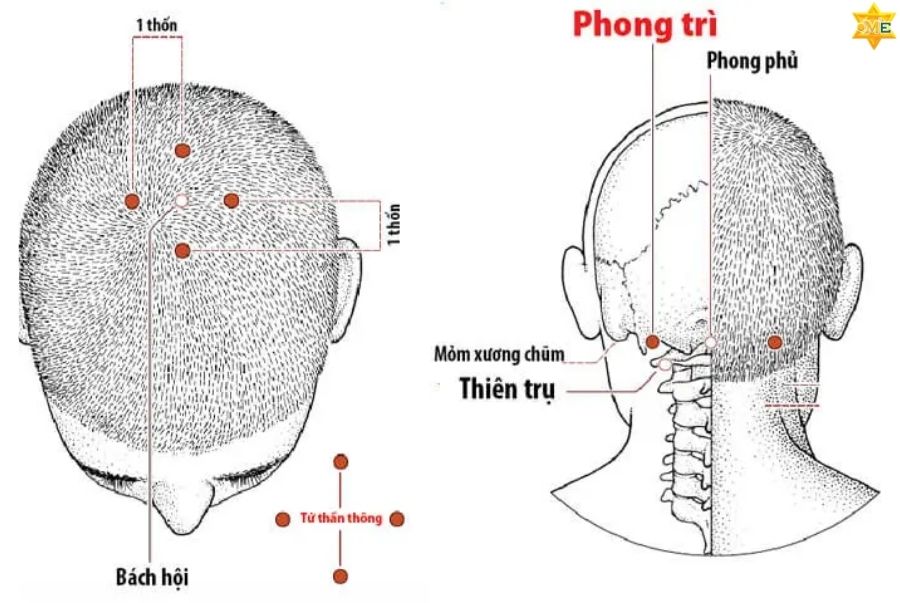 Huyệt Bách Hội là gì?