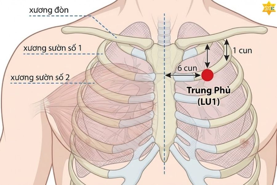 Vị trí huyệt Trung Phủ nằm ở đâu?