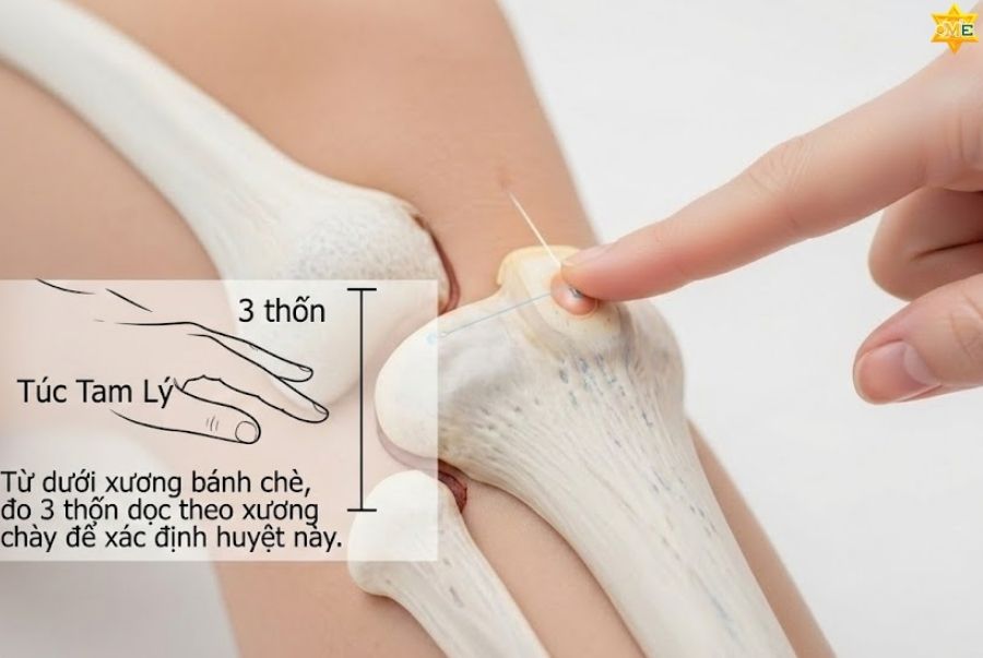 Huyệt Túc Tam Lý