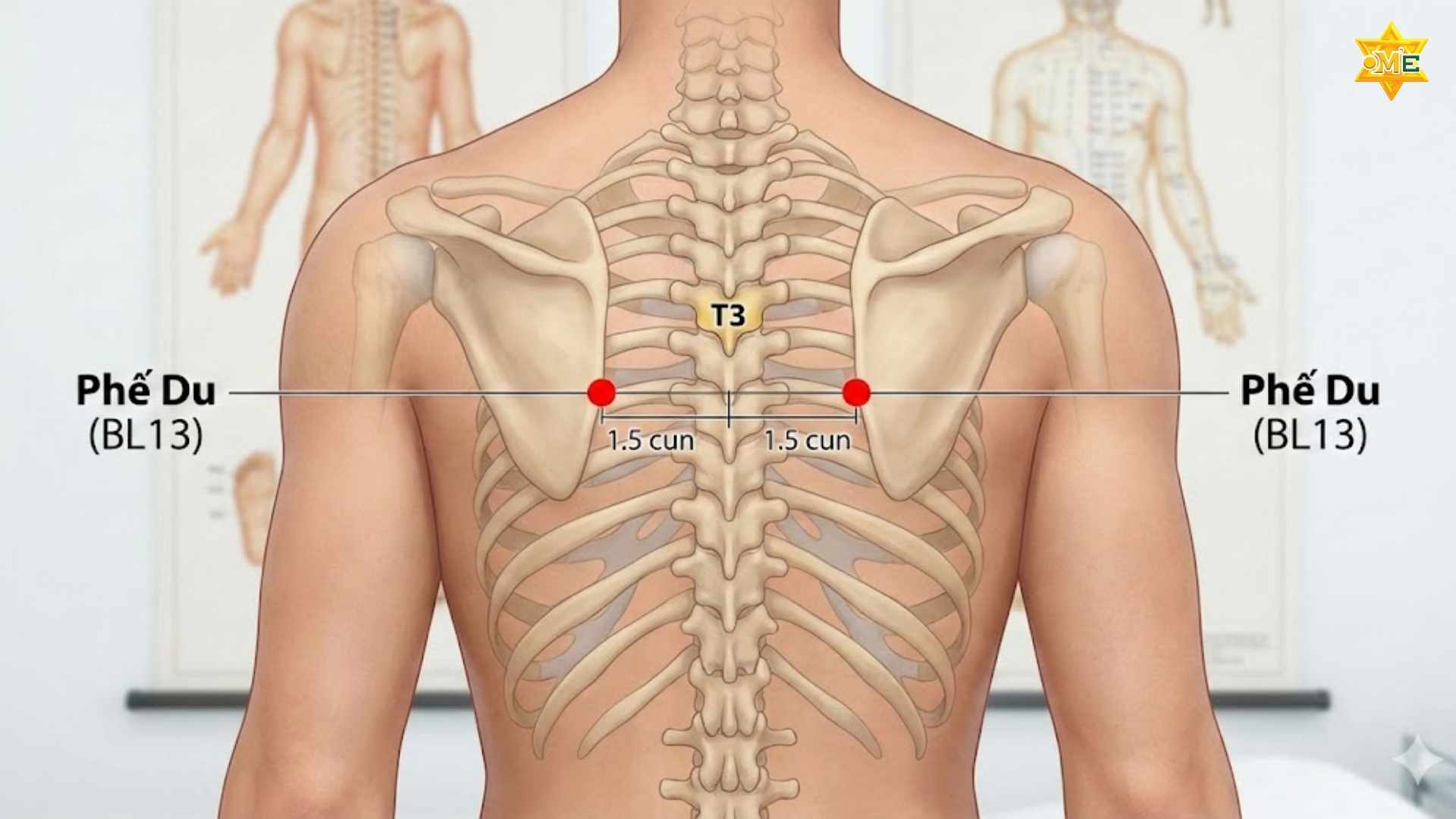 Cách xác định huyệt Phế Du chuẩn xác