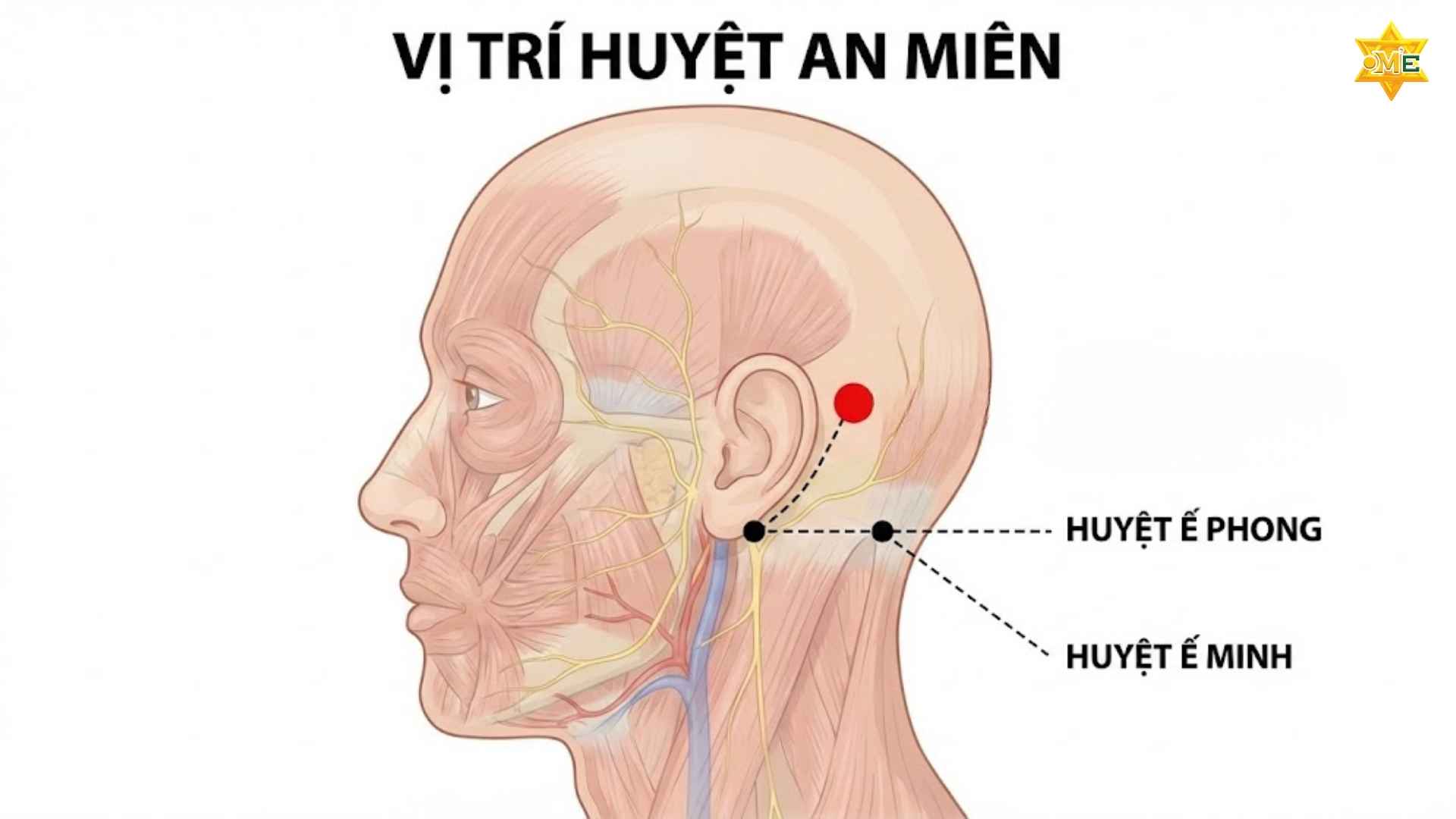 Cách xác định huyệt an nhiên chuẩn xác