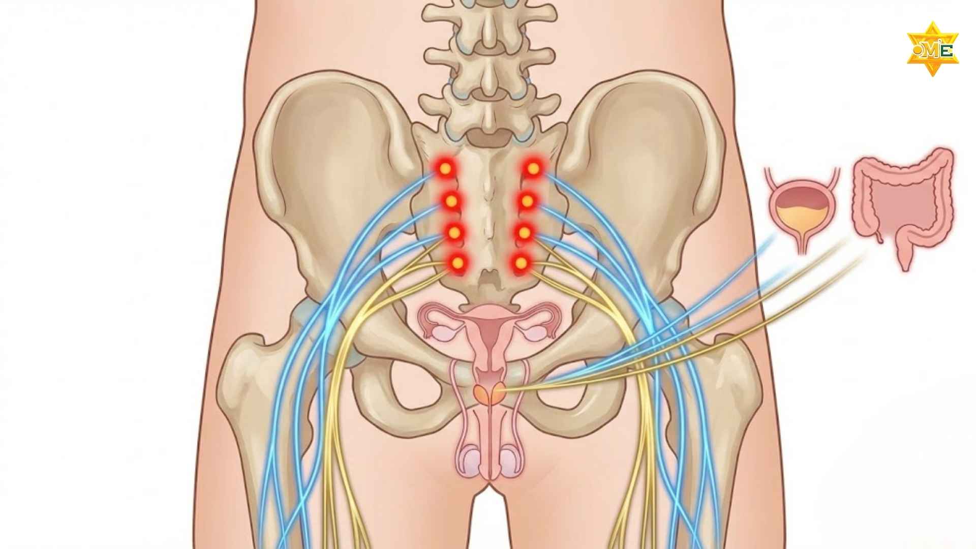 Cách xác định huyệt Bát Liêu chuẩn xác 