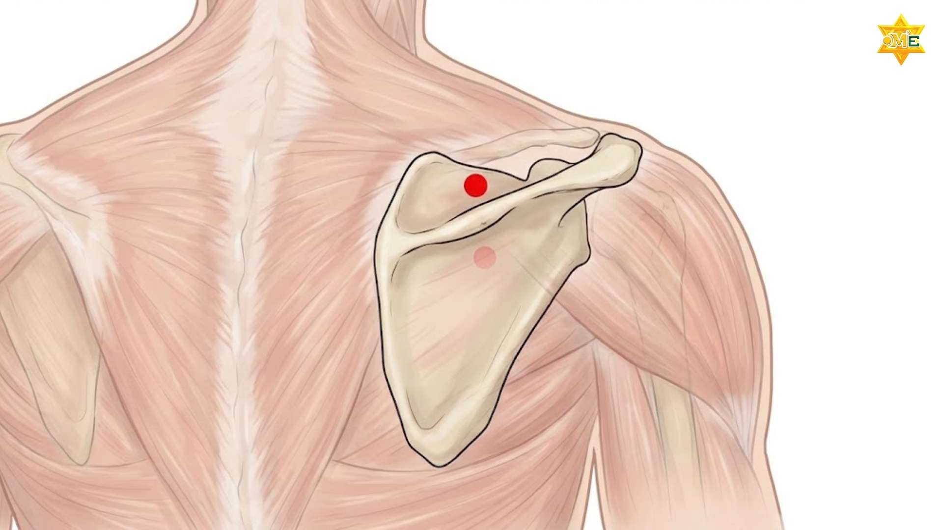 Cách xác định huyệt Bỉnh Phong và kỹ thuật bấm huyệt an toàn