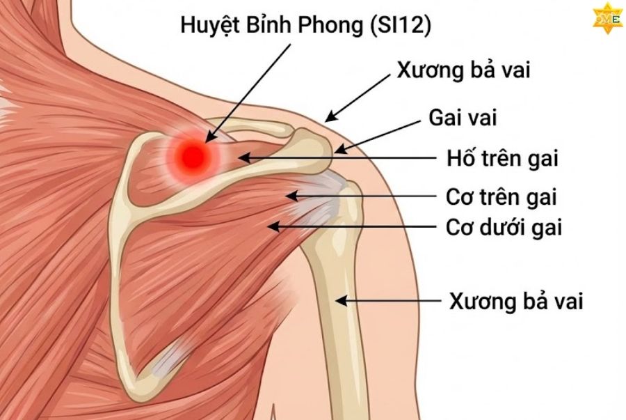 Huyệt Bỉnh Phong nằm ở đâu?