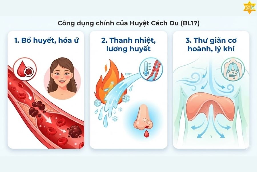 3 Công dụng của huyệt cách du nổi bật trong điều trị bệnh