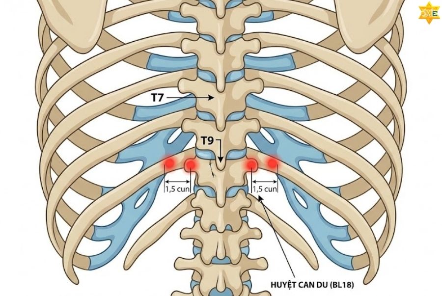 công dụng của huyệt Can Du
