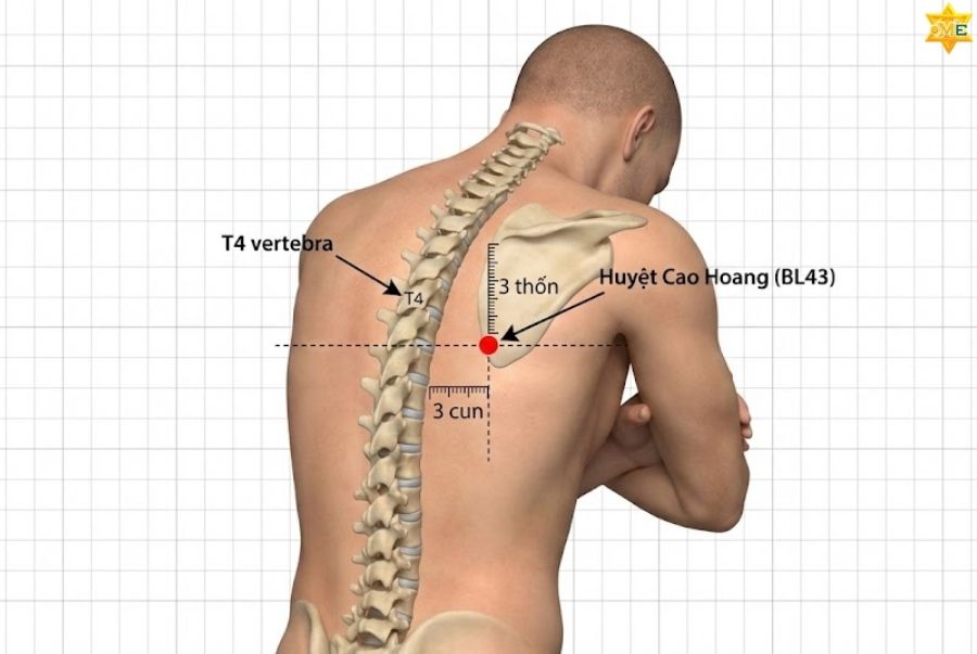 Vị trí huyệt Cao Hoang nằm ở đâu?