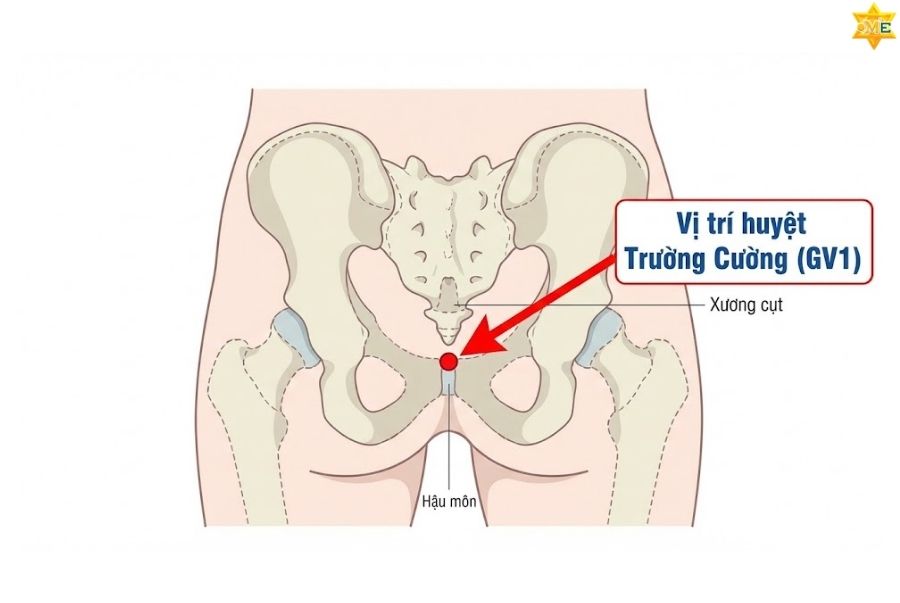 công dụng của huyệt trường cường