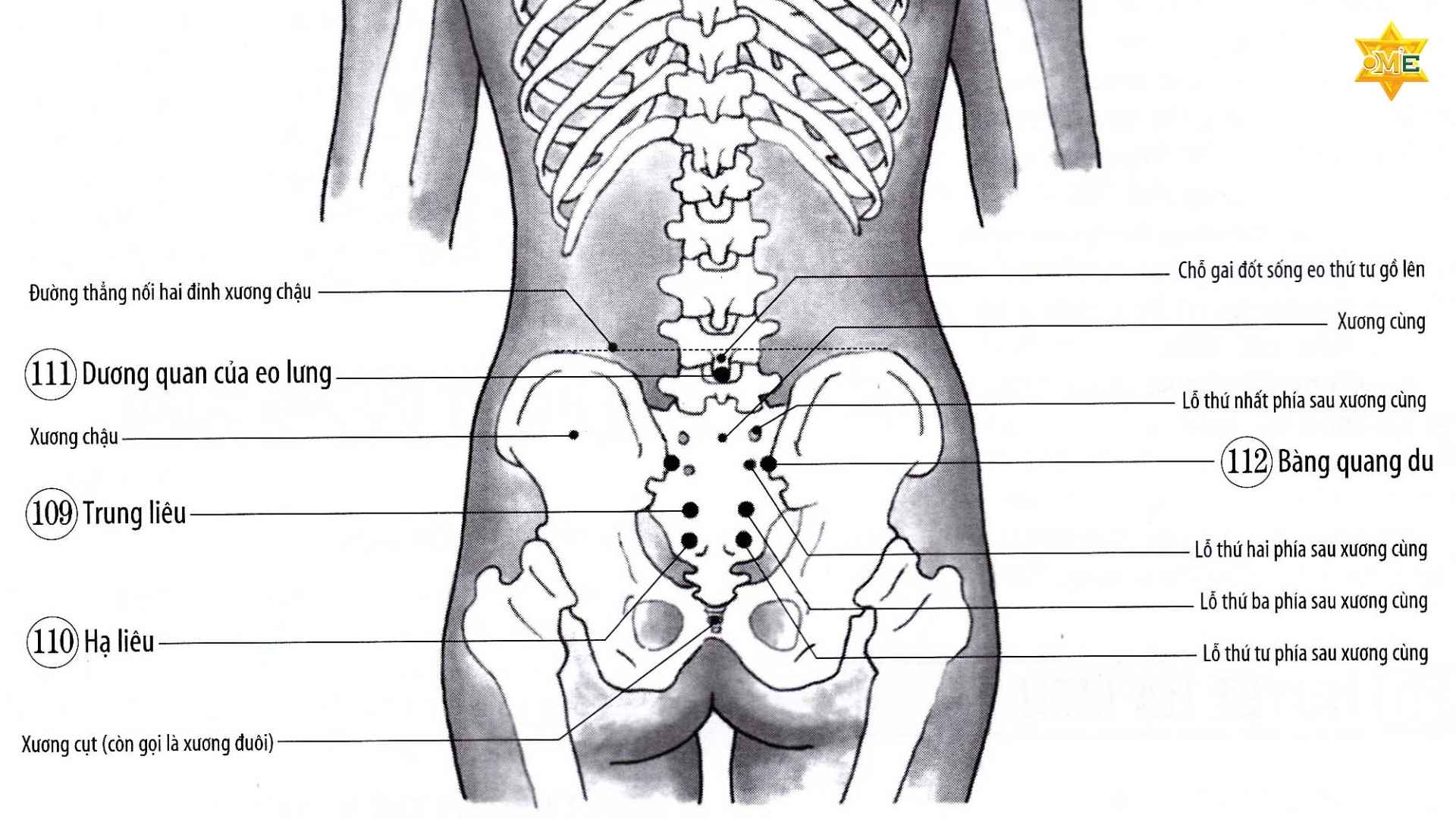 Cách xác định huyệt Bàng Quang Du