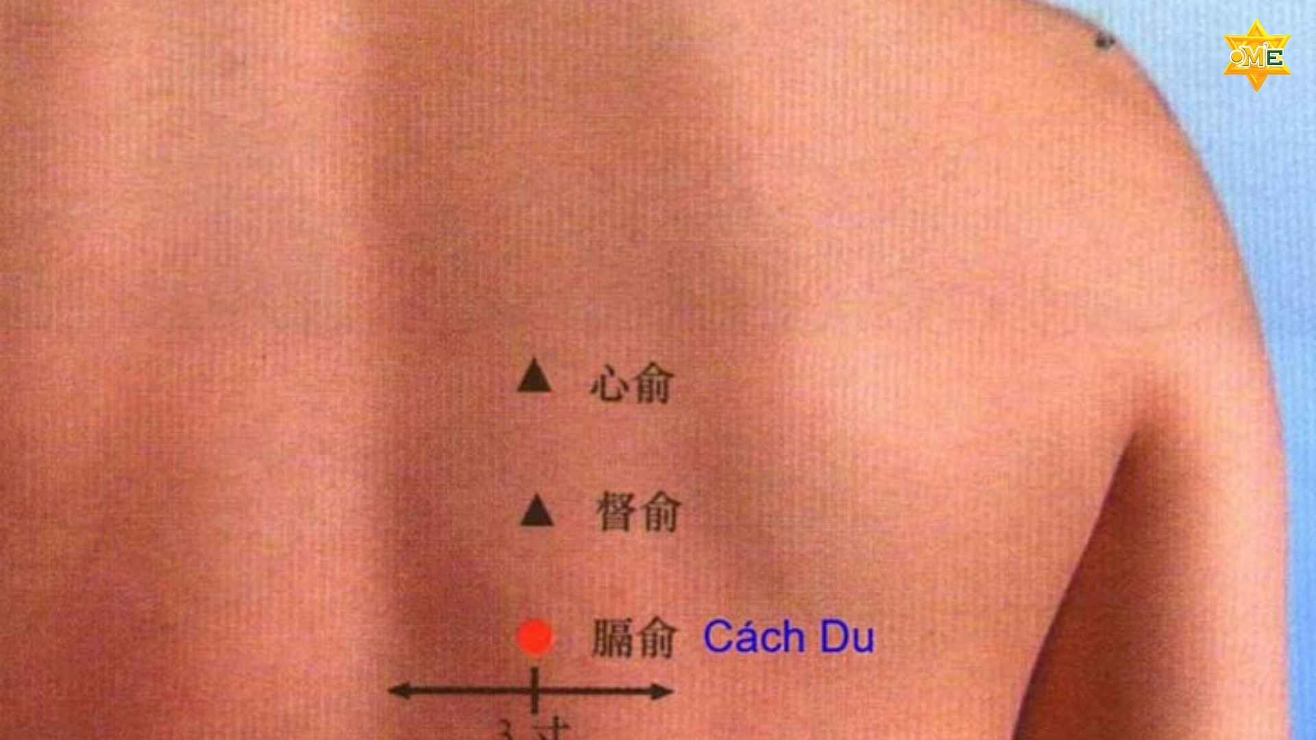 cách xác định huyệt Cách Du chuẩn