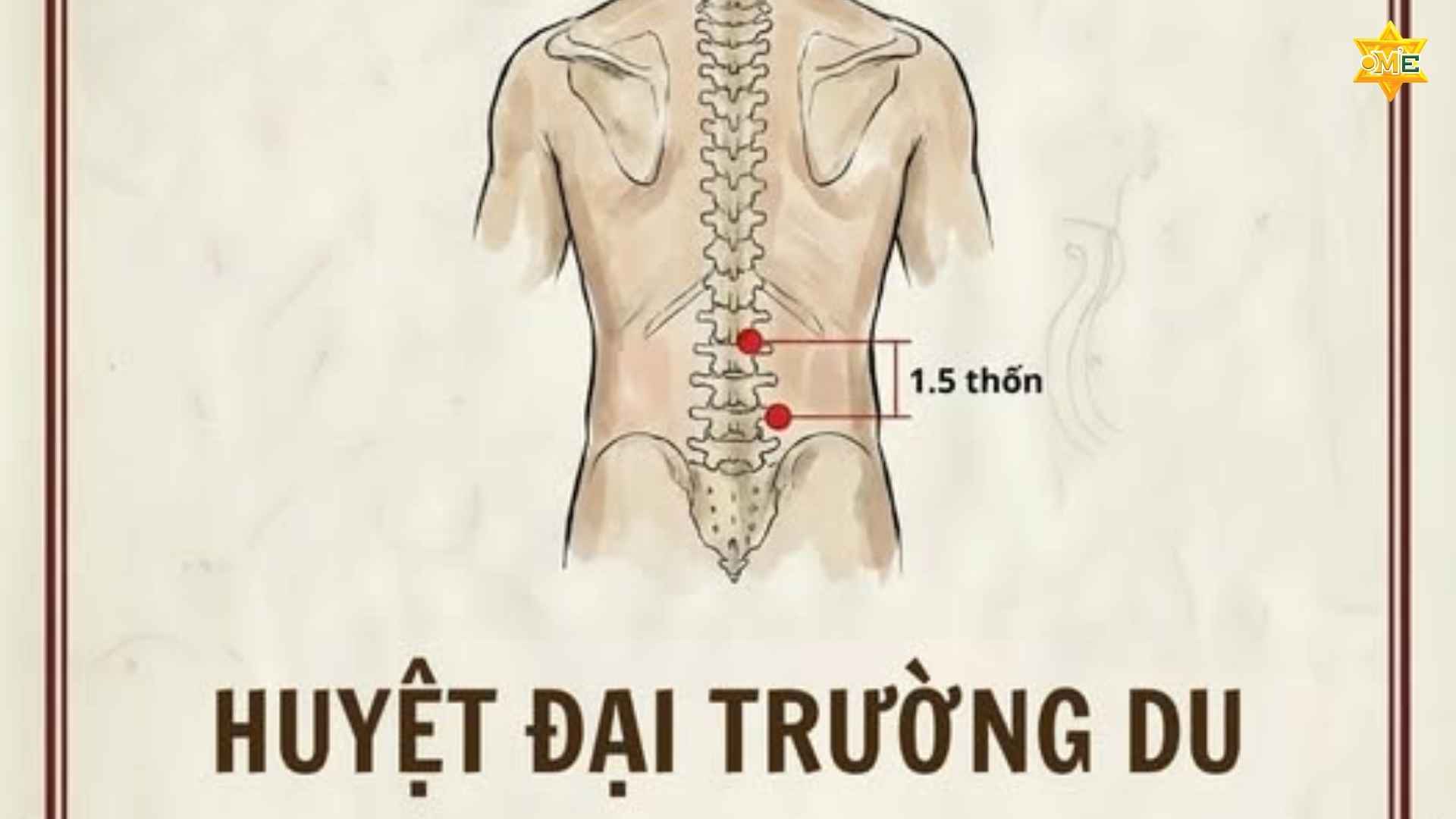 Vị trí theo giải phẫu