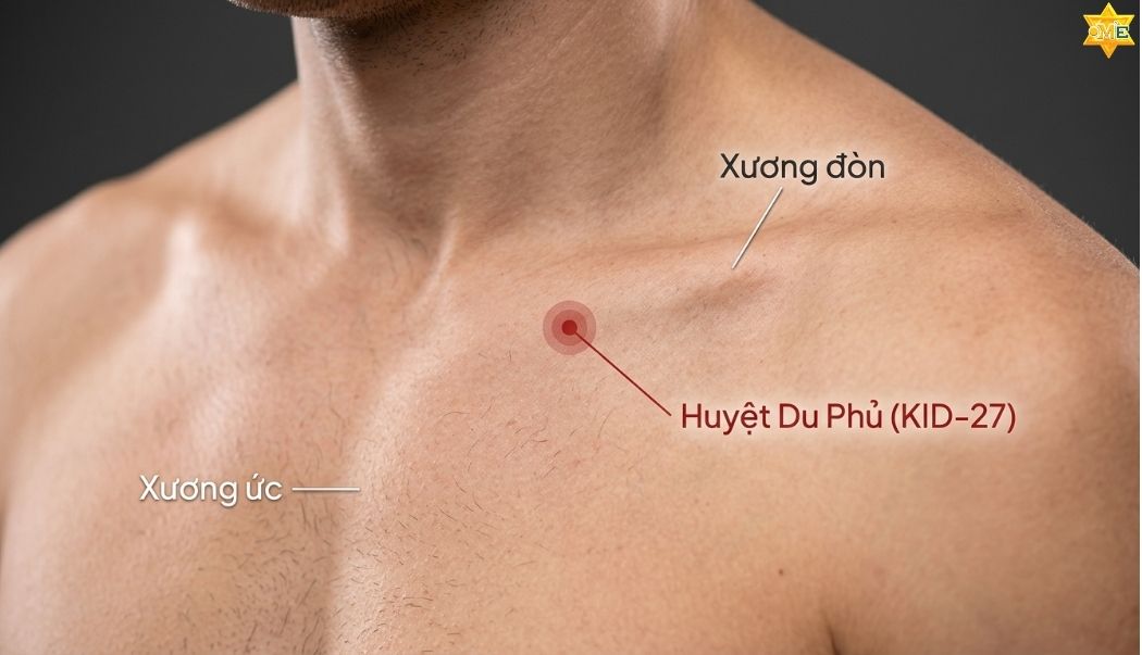 Vị Trí Huyệt Du Phủ